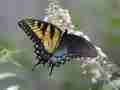 Papilio glaucus bilateral gynandromorph7 nelleshalftiger-72dpi (Internet Image property of respective owner, non-commercial use only)